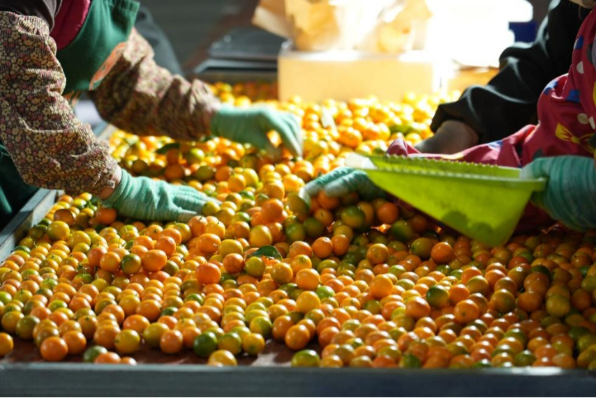 拼多多發布2024全年財報，“商保會”加碼商家權益保護，全力構建多方共贏生態